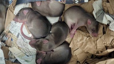 Five young southern giant pouched rats with new fur curled together in a nest of shredded paper bedding.