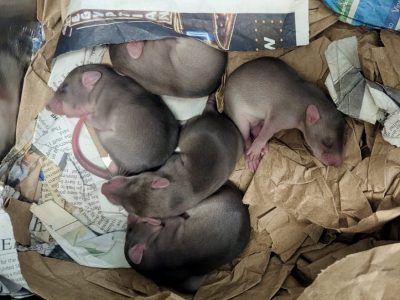 Five young southern giant pouched rats with new fur curled together in a nest of shredded paper bedding.