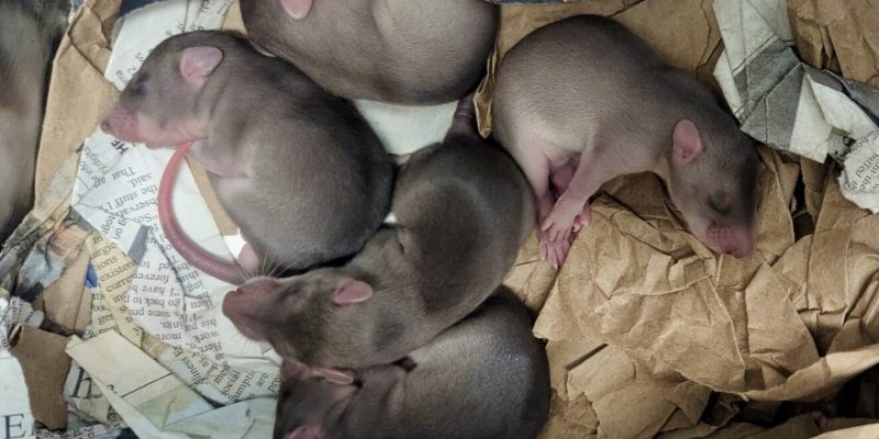 Five young southern giant pouched rats with new fur curled together in a nest of shredded paper bedding.