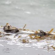 Two southern sea otters rest on their backs in a floating raft of kelp on a gray ocean surface, one looking toward the camera.