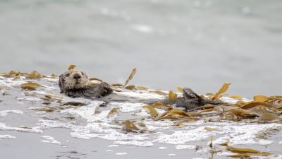 Two southern sea otters rest on their backs in a floating raft of kelp on a gray ocean surface, one looking toward the camera.