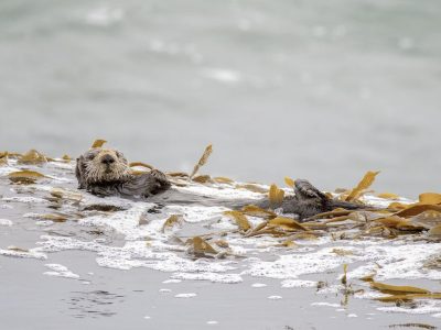 Two southern sea otters rest on their backs in a floating raft of kelp on a gray ocean surface, one looking toward the camera.