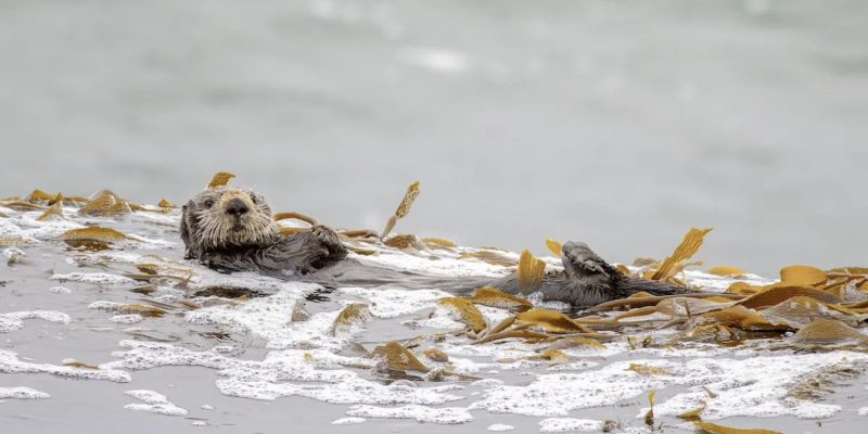 Two southern sea otters rest on their backs in a floating raft of kelp on a gray ocean surface, one looking toward the camera.