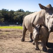 An adult southern white rhinoceros stands in a dry grass paddock under a clear blue sky with a much smaller rhino calf close beside her, both facing the camera, with a line of oak trees and a fence behind them.