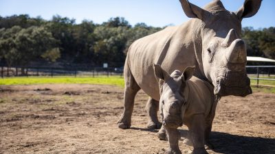 An adult southern white rhinoceros stands in a dry grass paddock under a clear blue sky with a much smaller rhino calf close beside her, both facing the camera, with a line of oak trees and a fence behind them.