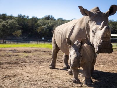 An adult southern white rhinoceros stands in a dry grass paddock under a clear blue sky with a much smaller rhino calf close beside her, both facing the camera, with a line of oak trees and a fence behind them.