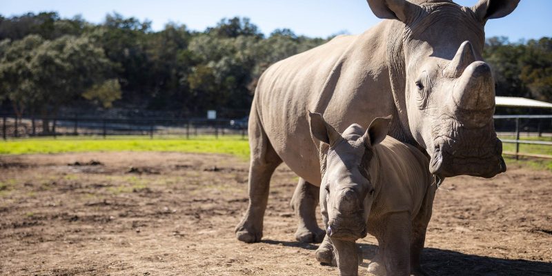 An adult southern white rhinoceros stands in a dry grass paddock under a clear blue sky with a much smaller rhino calf close beside her, both facing the camera, with a line of oak trees and a fence behind them.