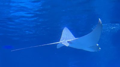 A spotted eagle ray glides through deep blue water, its wing-like pectoral fins spread and white spots visible across its back, with a long whip tail trailing behind.