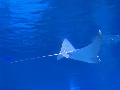 A spotted eagle ray glides through deep blue water, its wing-like pectoral fins spread and white spots visible across its back, with a long whip tail trailing behind.