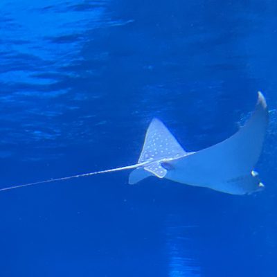 A spotted eagle ray glides through deep blue water, its wing-like pectoral fins spread and white spots visible across its back, with a long whip tail trailing behind.