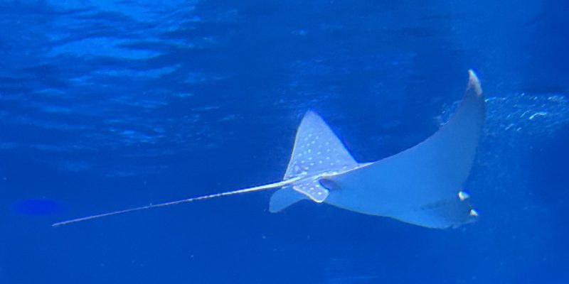A spotted eagle ray glides through deep blue water, its wing-like pectoral fins spread and white spots visible across its back, with a long whip tail trailing behind.