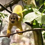 A squirrel monkey with a golden-yellow back, pale face and dark cap grips a thin branch with one hand, surrounded by broad green leaves inside a planted indoor enclosure.