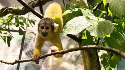 A squirrel monkey with a golden-yellow back, pale face and dark cap grips a thin branch with one hand, surrounded by broad green leaves inside a planted indoor enclosure.