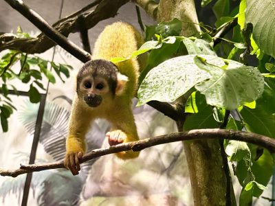 A squirrel monkey with a golden-yellow back, pale face and dark cap grips a thin branch with one hand, surrounded by broad green leaves inside a planted indoor enclosure.