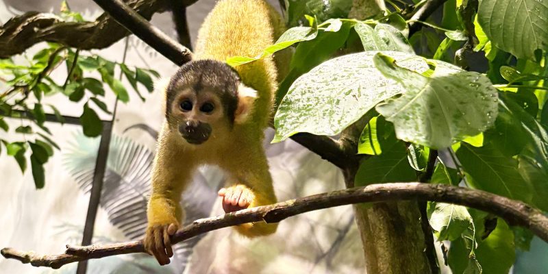 A squirrel monkey with a golden-yellow back, pale face and dark cap grips a thin branch with one hand, surrounded by broad green leaves inside a planted indoor enclosure.
