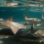 Around a dozen cownose rays glide through shallow sunlit water over a gravel bottom, seen from just below the surface.