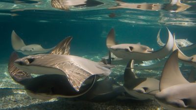 Around a dozen cownose rays glide through shallow sunlit water over a gravel bottom, seen from just below the surface.