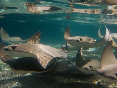 Around a dozen cownose rays glide through shallow sunlit water over a gravel bottom, seen from just below the surface.