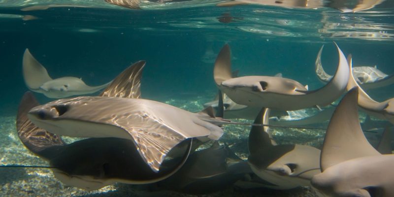 Around a dozen cownose rays glide through shallow sunlit water over a gravel bottom, seen from just below the surface.