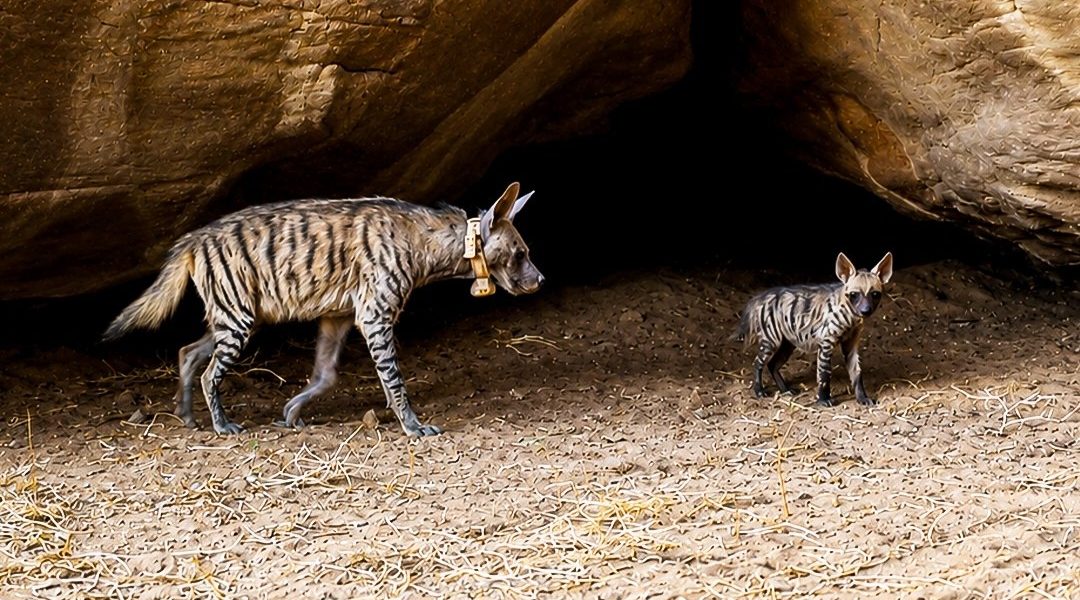 An adult striped hyena wearing a pale tracking collar walks out from under a large sandstone overhang onto bare sand, with a small striped cub standing a few paces behind her looking toward the camera.