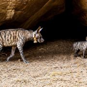 An adult striped hyena wearing a pale tracking collar walks out from under a large sandstone overhang onto bare sand, with a small striped cub standing a few paces behind her looking toward the camera.
