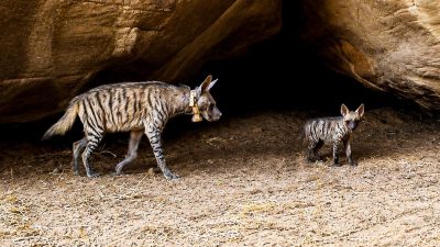 An adult striped hyena wearing a pale tracking collar walks out from under a large sandstone overhang onto bare sand, with a small striped cub standing a few paces behind her looking toward the camera.