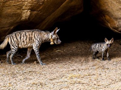 An adult striped hyena wearing a pale tracking collar walks out from under a large sandstone overhang onto bare sand, with a small striped cub standing a few paces behind her looking toward the camera.