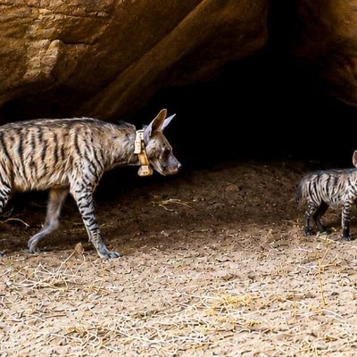 An adult striped hyena wearing a pale tracking collar walks out from under a large sandstone overhang onto bare sand, with a small striped cub standing a few paces behind her looking toward the camera.