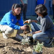A staff member in a blue shirt and a student kneel together on bare ground, planting a desert shrub from a pot.