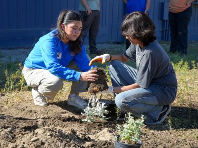 A staff member in a blue shirt and a student kneel together on bare ground, planting a desert shrub from a pot.