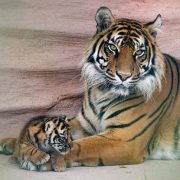 A Sumatran tigress lying against a sandstone wall beside a small striped cub