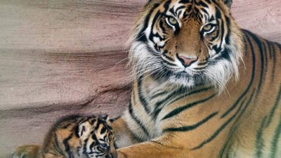 A Sumatran tigress lying against a sandstone wall beside a small striped cub