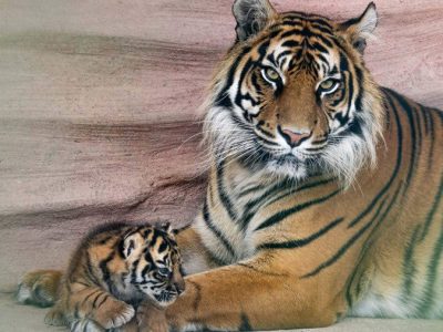 A Sumatran tigress lying against a sandstone wall beside a small striped cub