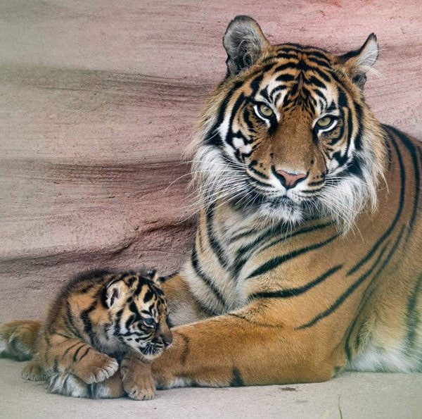 A Sumatran tigress lying against a sandstone wall beside a small striped cub