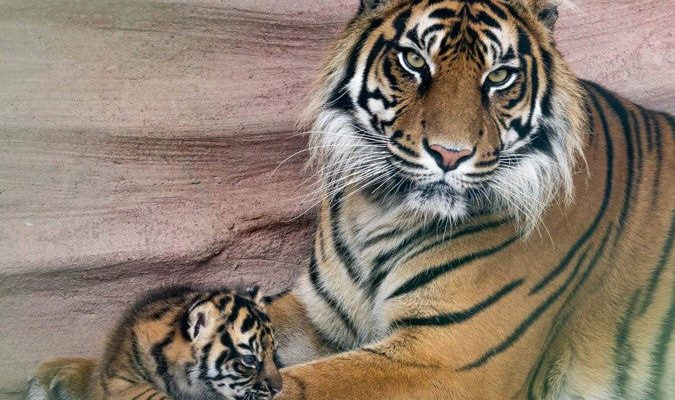 A Sumatran tigress lying against a sandstone wall beside a small striped cub