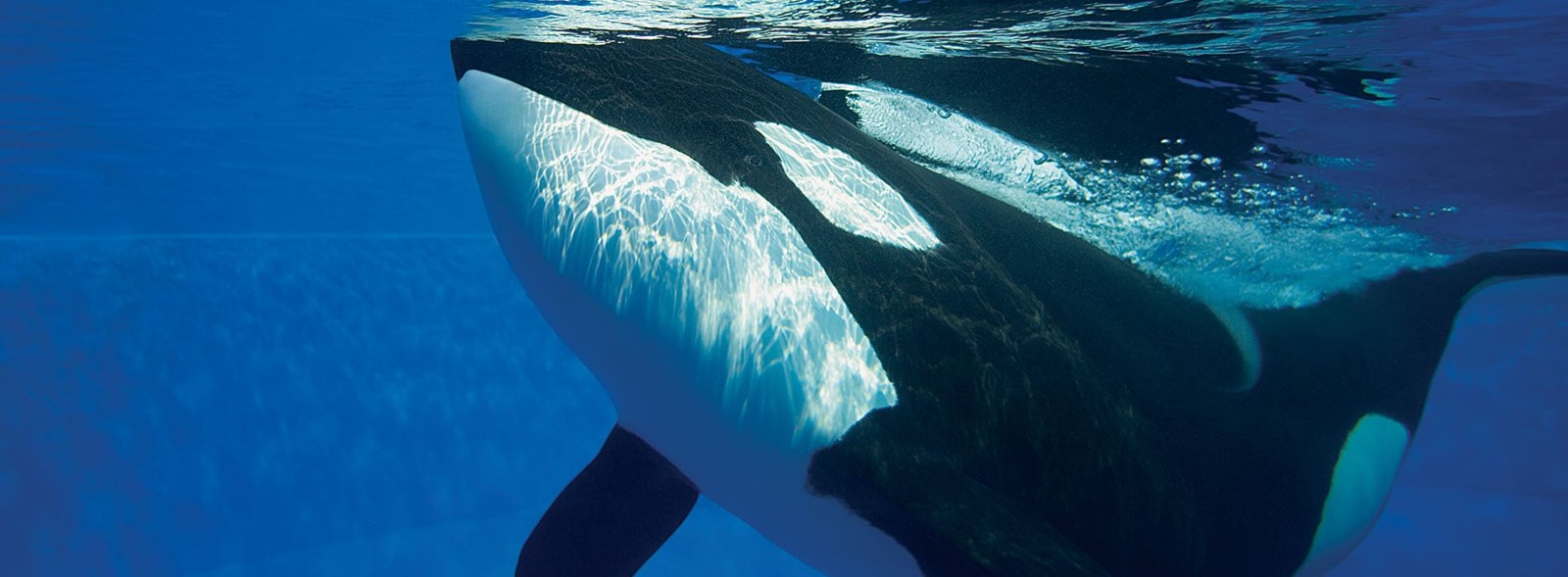 A killer whale gliding just beneath the surface, its white eye patch and chin lit by rippling sunlight through the water