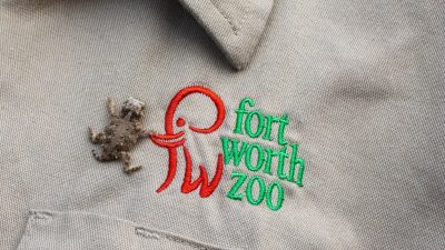 A tiny Texas horned lizard hatchling rests on a hand beside an embroidered Fort Worth Zoo logo.