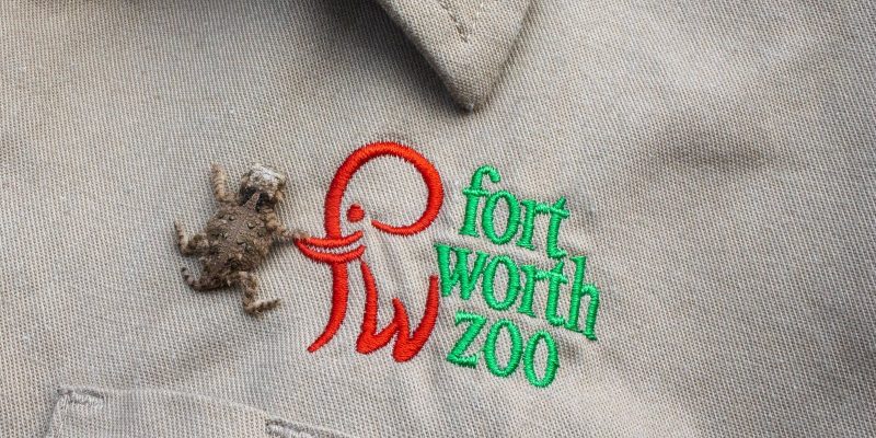 A tiny Texas horned lizard hatchling rests on a hand beside an embroidered Fort Worth Zoo logo.