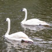 Two trumpeter swans with white plumage and black bills swim on green pond water, with a mallard drake nearby and rain dimpling the surface.