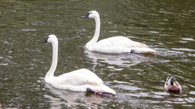 Two trumpeter swans with white plumage and black bills swim on green pond water, with a mallard drake nearby and rain dimpling the surface.
