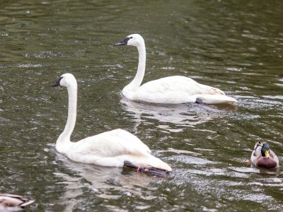 Two trumpeter swans with white plumage and black bills swim on green pond water, with a mallard drake nearby and rain dimpling the surface.