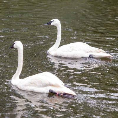 Two trumpeter swans with white plumage and black bills swim on green pond water, with a mallard drake nearby and rain dimpling the surface.