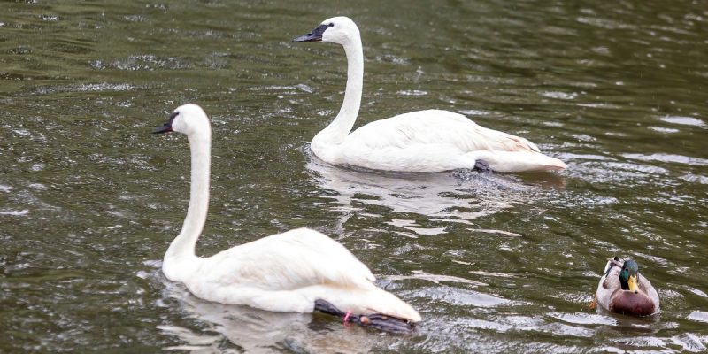 Two trumpeter swans with white plumage and black bills swim on green pond water, with a mallard drake nearby and rain dimpling the surface.
