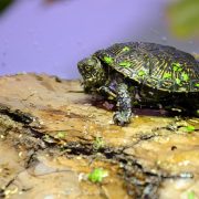 A juvenile European pond turtle with a dark, yellow-flecked shell rests on a piece of bark dotted with duckweed.