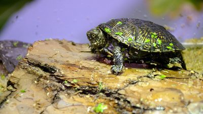 A juvenile European pond turtle with a dark, yellow-flecked shell rests on a piece of bark dotted with duckweed.