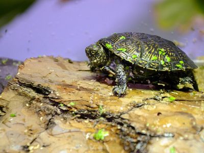 A juvenile European pond turtle with a dark, yellow-flecked shell rests on a piece of bark dotted with duckweed.