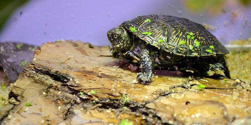 A juvenile European pond turtle with a dark, yellow-flecked shell rests on a piece of bark dotted with duckweed.