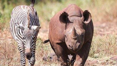 A young black rhino and a young zebra walking side by side through dry grass and scrub, both facing the camera, the rhino on the right with a short forward-curving horn.