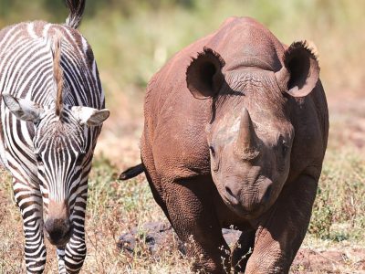 A young black rhino and a young zebra walking side by side through dry grass and scrub, both facing the camera, the rhino on the right with a short forward-curving horn.
