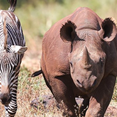 A young black rhino and a young zebra walking side by side through dry grass and scrub, both facing the camera, the rhino on the right with a short forward-curving horn.
